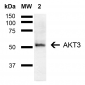 AKT3 Antibody